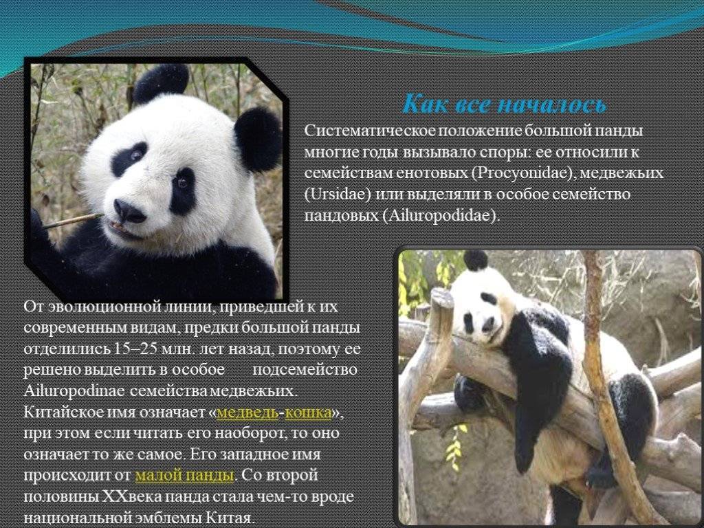 Панда — описание животного, семейство, ареал обитания, чем питается, сколько живет, враги, особенности
