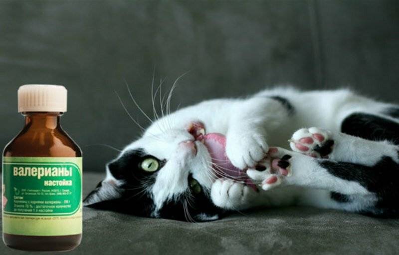 Почему коты любят валерьянку | блог ветклиники "беланта"