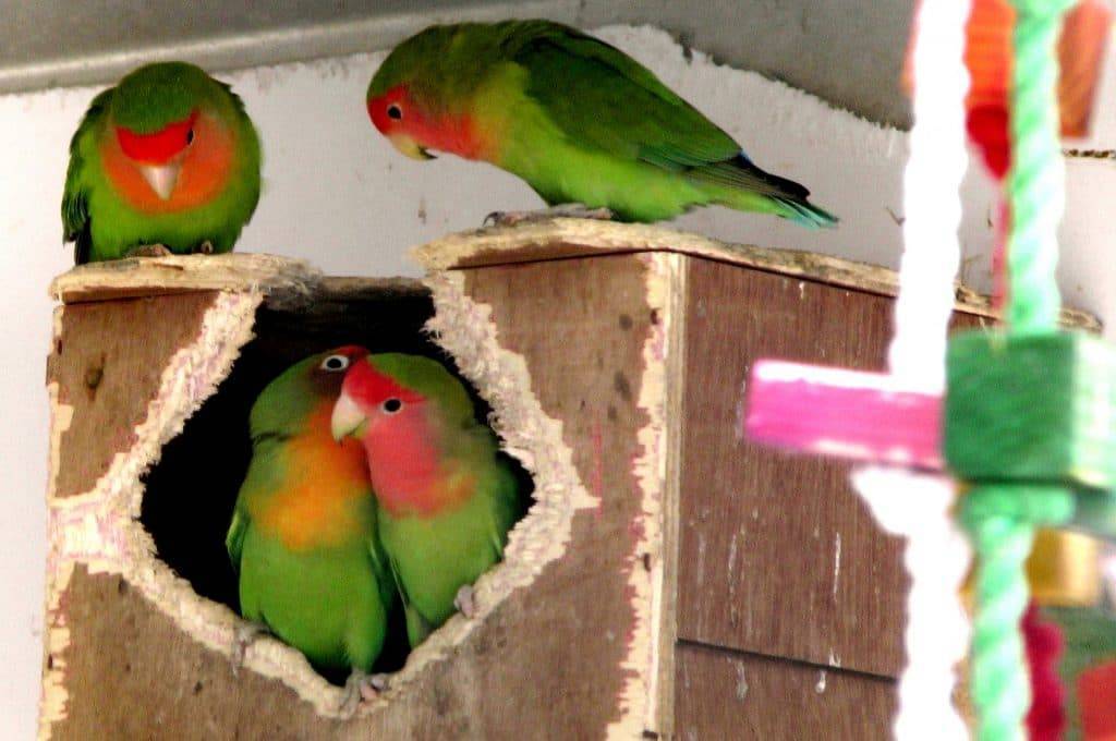 Все о гнездах для попугаев неразлучников
