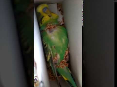 Почему умирают попугаи