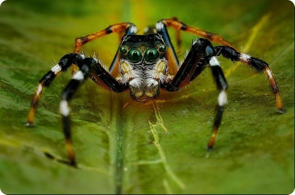 Разновидности пауков: фото, названия и описания, размножение, чем питаются