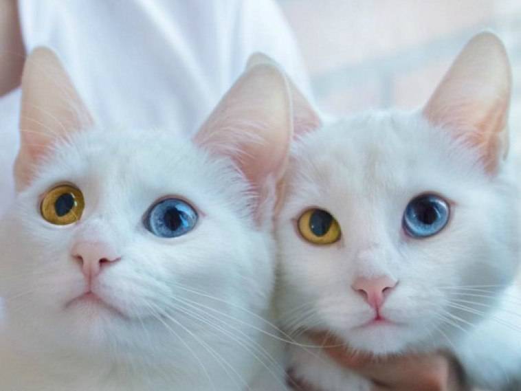 Белый кот с разными глазами — интересная порода или мутация?