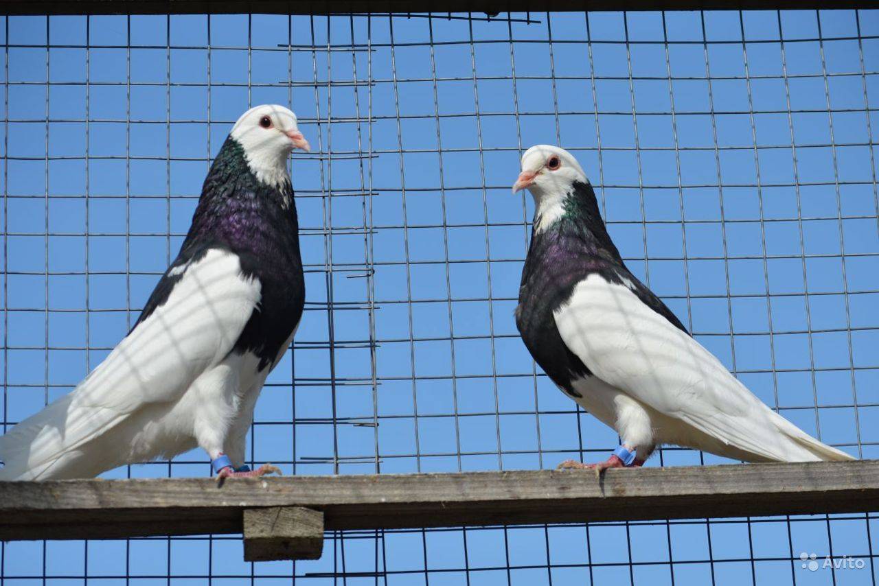 Особенности пермской породы голубей – гривунов