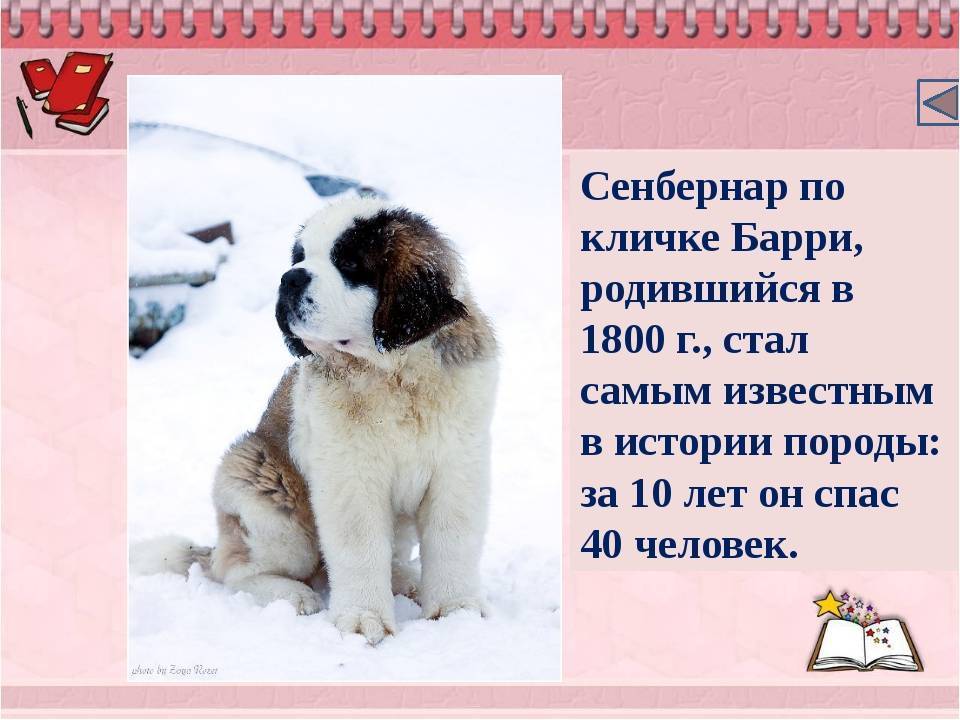 Сенбернар собака. описание, особенности, уход и содержание сенбернара | живность.ру