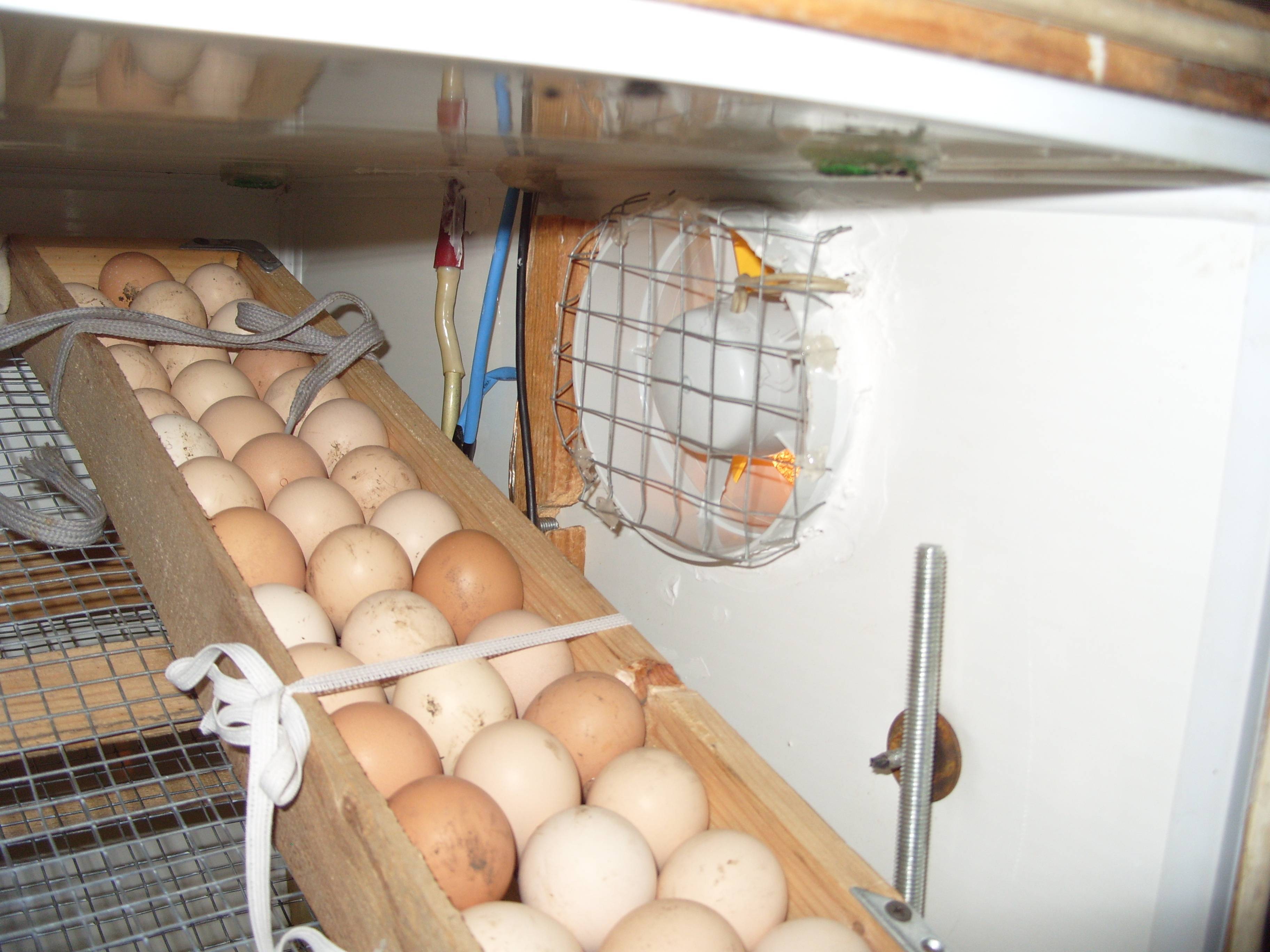 Процесс инкубации куриных яиц в домашних условиях