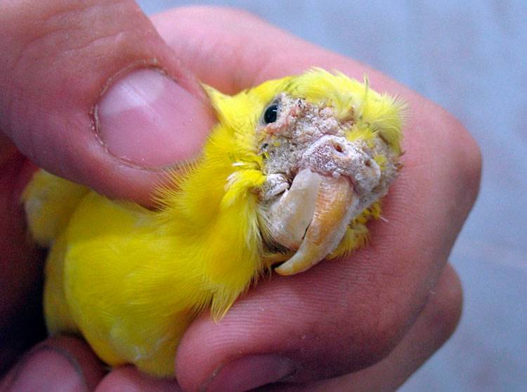 Смерть волнистого попугая: причины, признаки, советы опытных