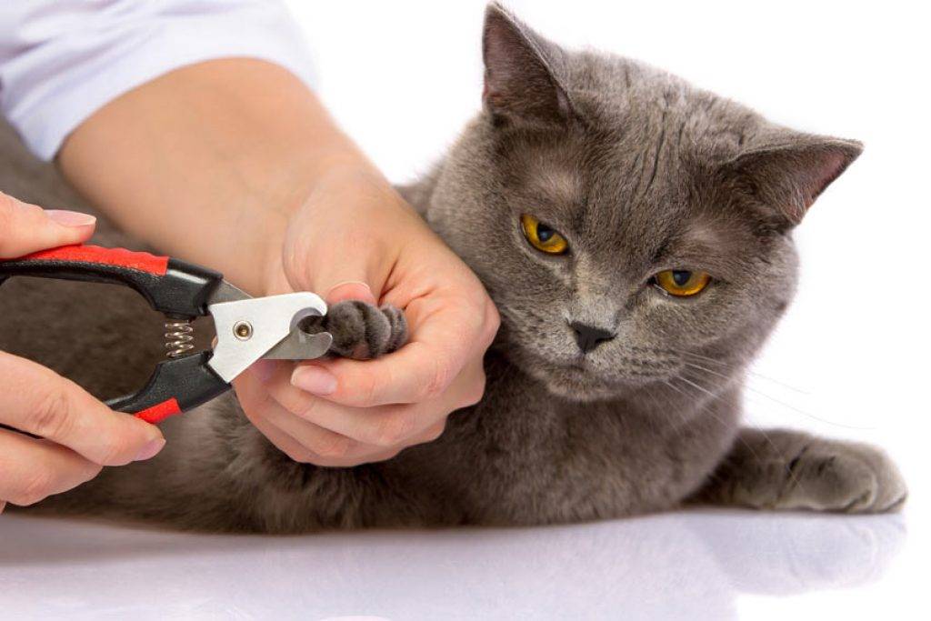 Как ухаживать за котенком: нормы и правила кормления, ухода за шерстью, зубами и глазами, первые прививки