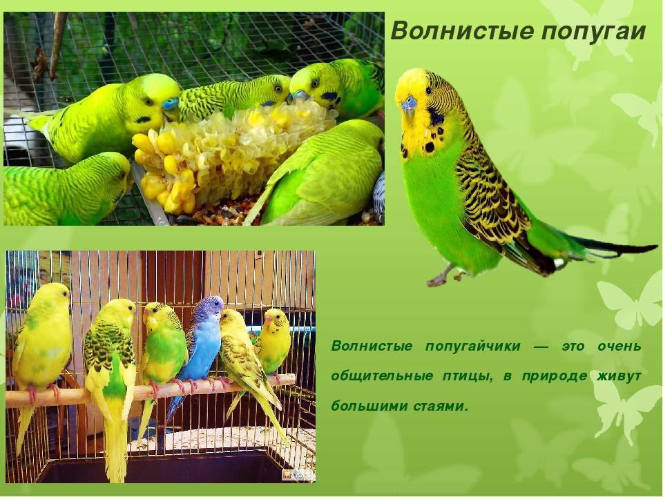 Волнистый попугай: фото, описание, объявления о купле-продаже