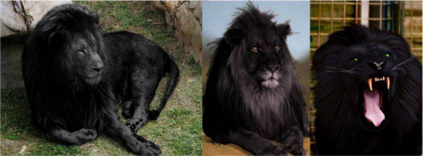Черный лев – существует ли он в природе?