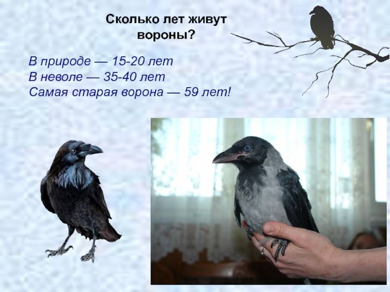 Ворона птица. описание, особенности, образ жизни и среда обитания вороны | живность.ру