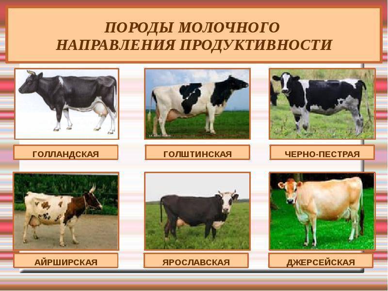 Холмогорская порода коров: характеристика и описание