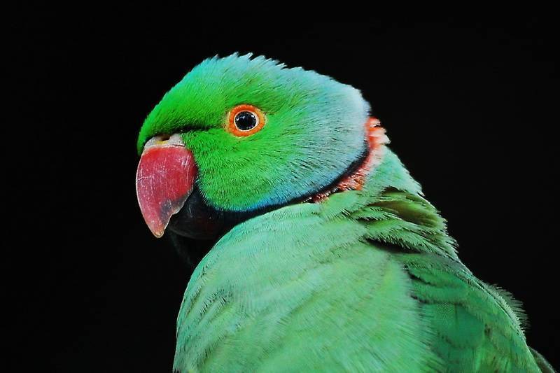 Распространённые мифы об ожереловых или индийских кольчатых попугаях  - энциклопедия владельца птицы