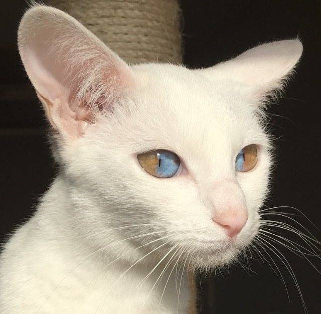 Порода кошек с разными глазами: как называется кот с разным цветом глаз, фото
