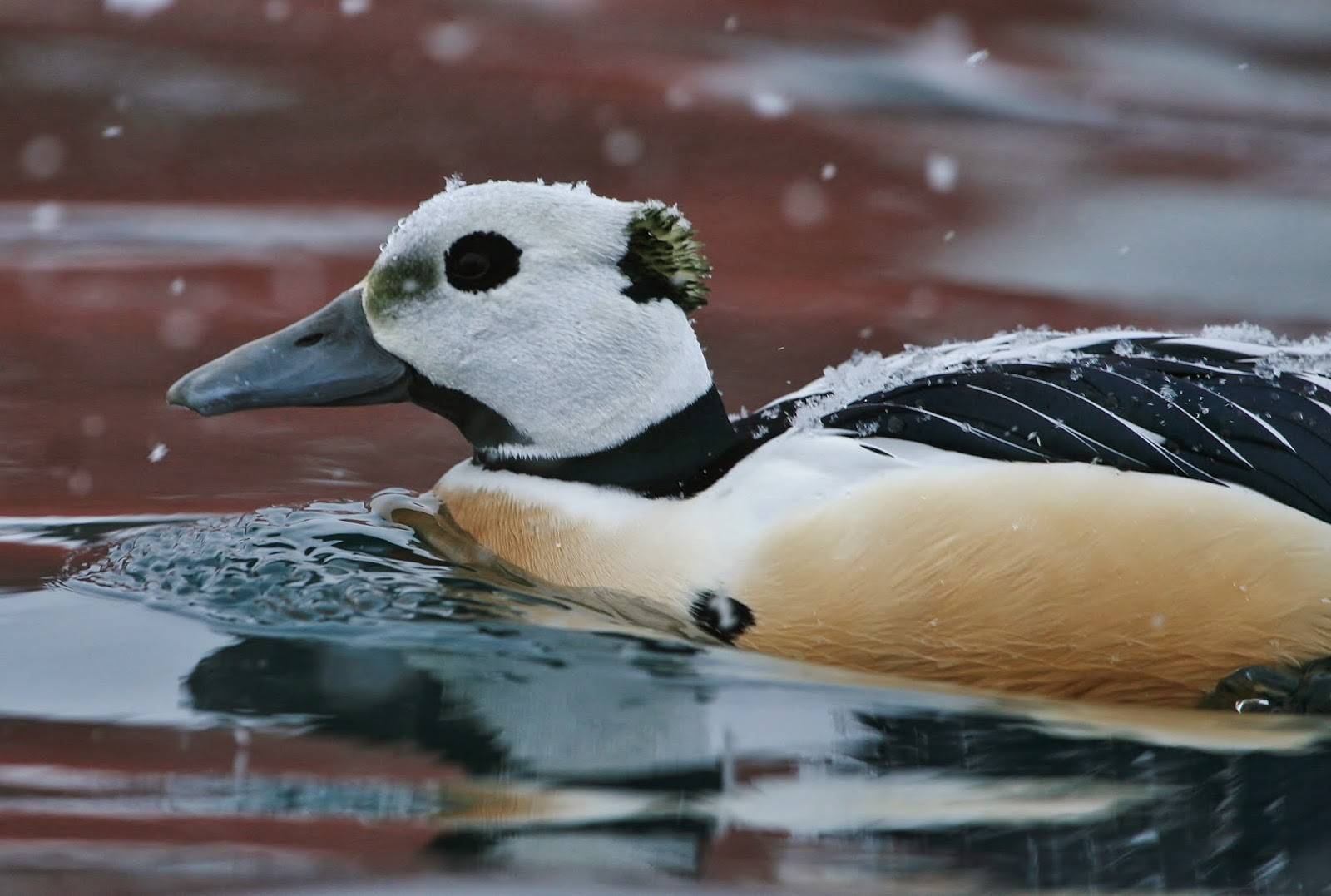 Описание северной утки гаги, особенности, ареал обитания