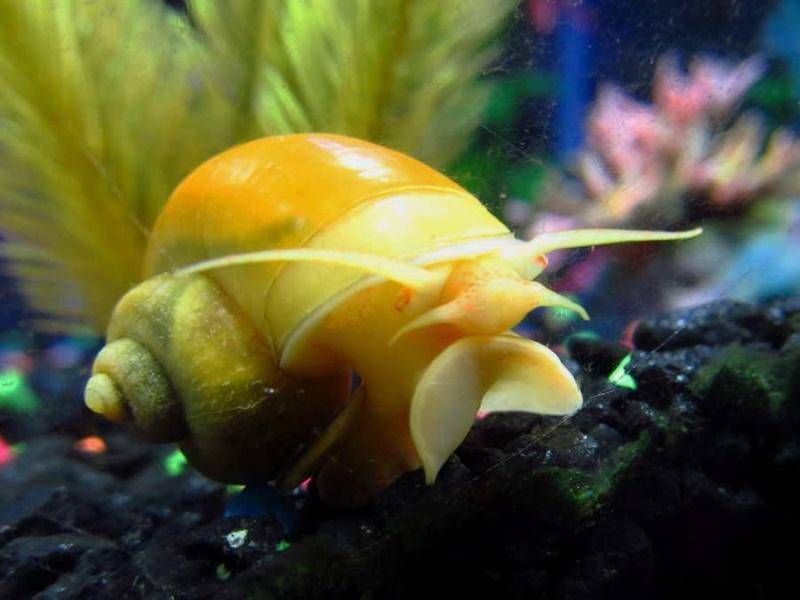 Виды аквариумных улиток: чем они похожи и в чем основные различия?