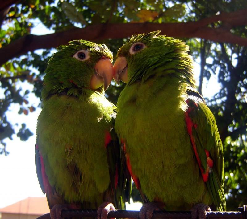 Как разговаривают попугаи неразлучники -