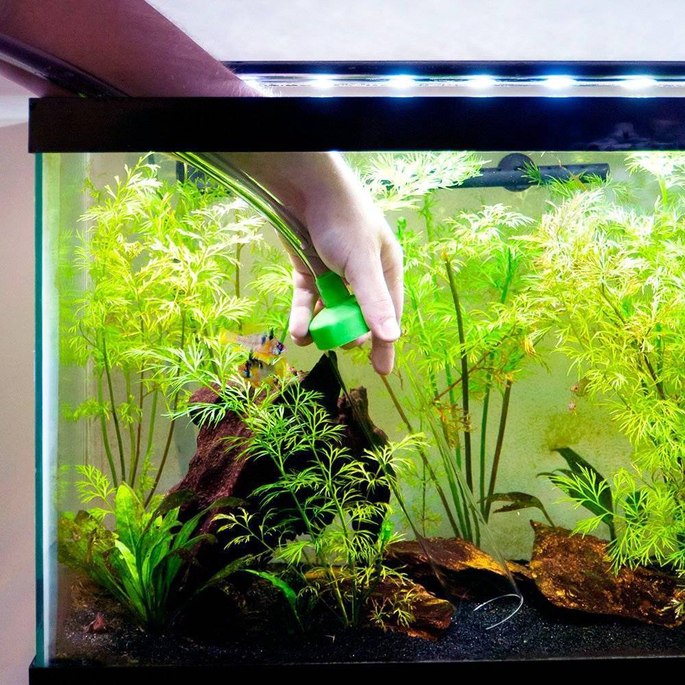 Как выбрать аквариум: какой лучше для начинающих, виды аквариумов
