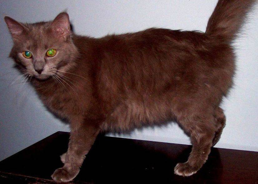 Йоркская шоколадная кошка: описание породы с фото