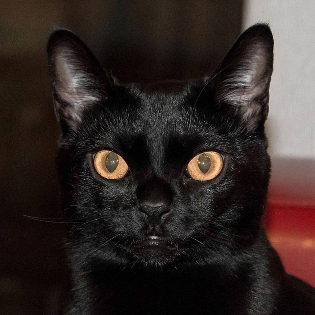 Бомбейская кошка: фото, описание, характер, содержание, отзывы