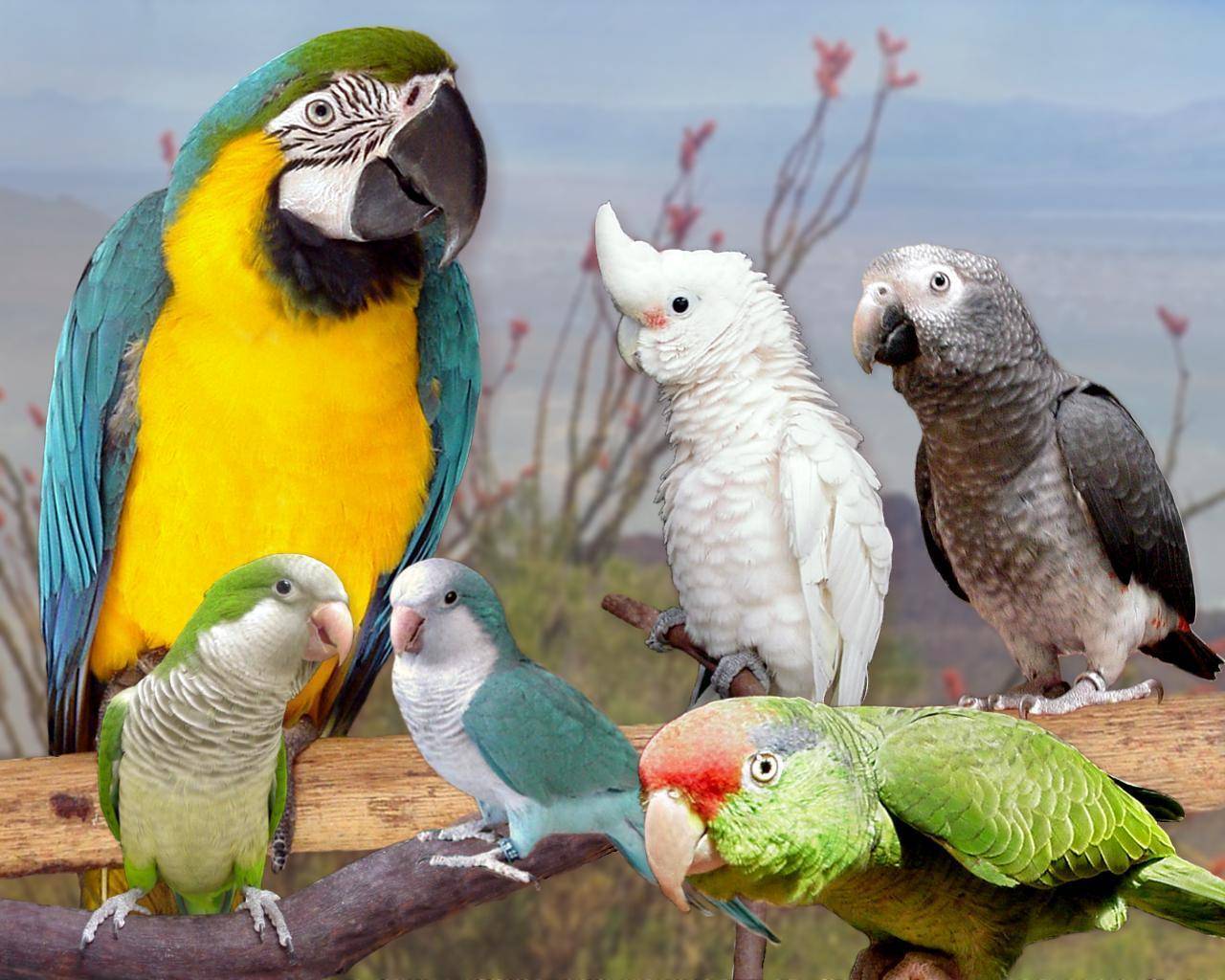 Самые большие попугаи в мире: топ-6 великанов