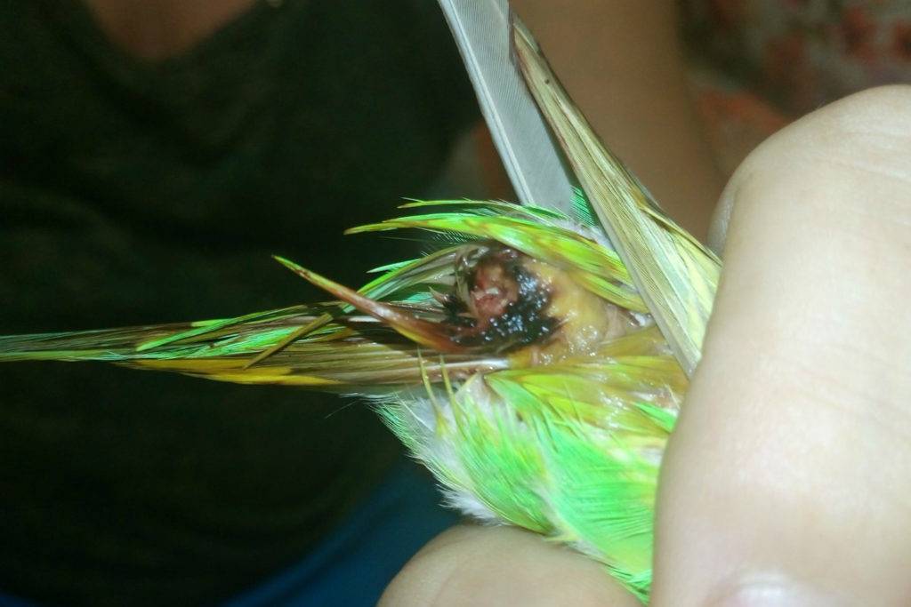 Почему волнистый попугай дрожит, трясет крыльями, хвостом — причины