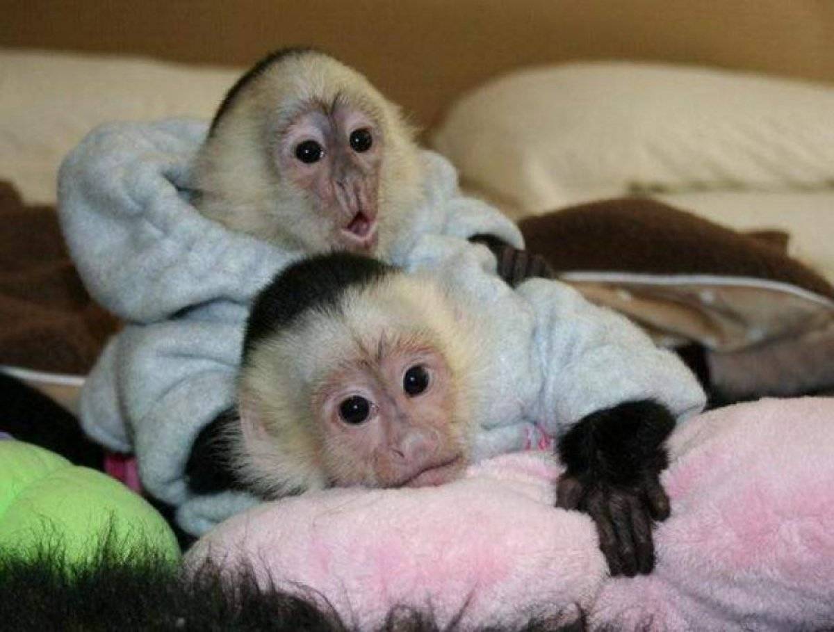 Капуцин обезьяна. образ жизни и среда обитания обезьяны капуцин | животный мир