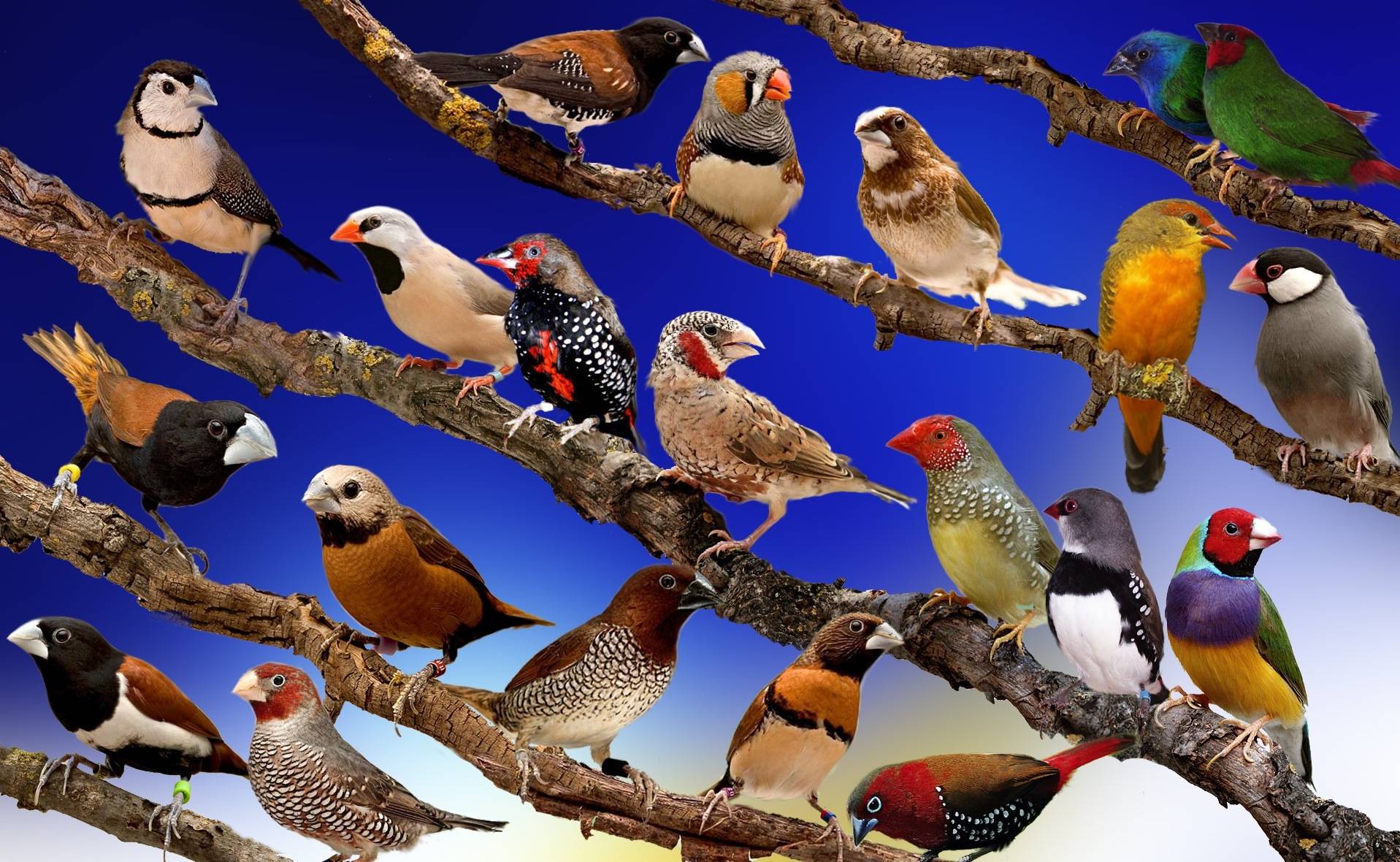 Породы попугаев. породы домашних попугаев - фото :: syl.ru