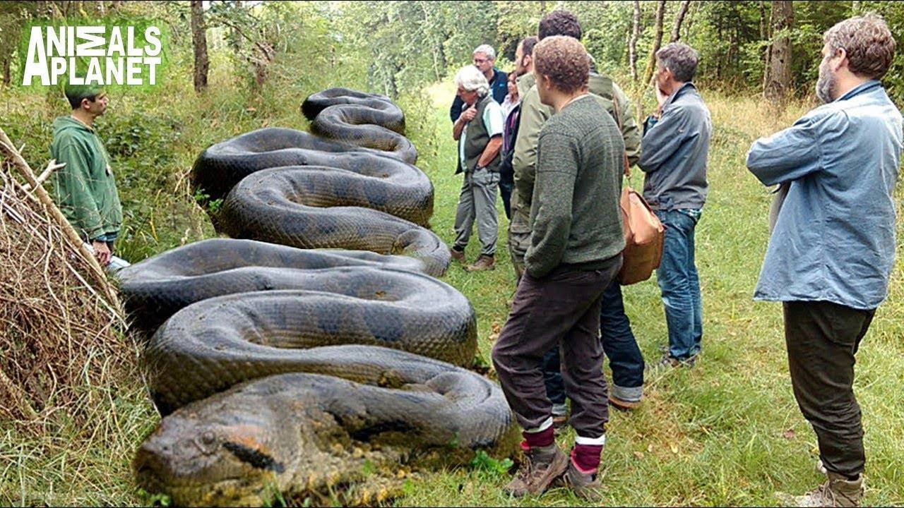 10 самых ядовитых змей: последствия укуса и места обитания