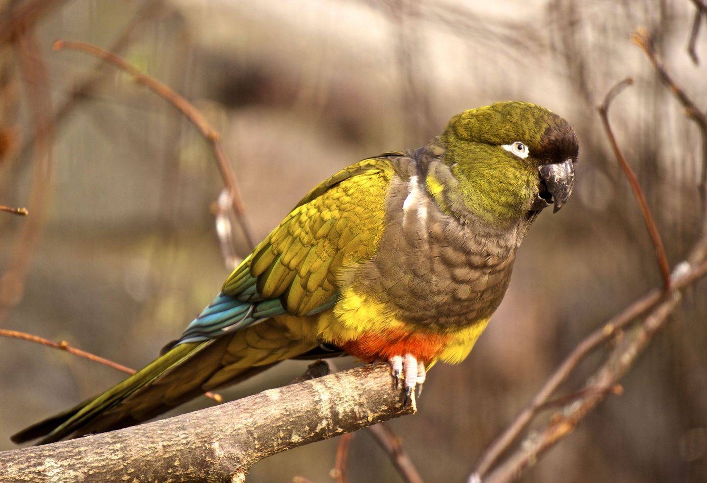 Виды и породы попугаев: описание, достоинства и недостатки