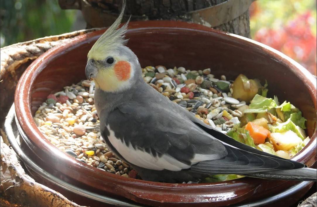 Питание попугая-кореллы в домашних условиях