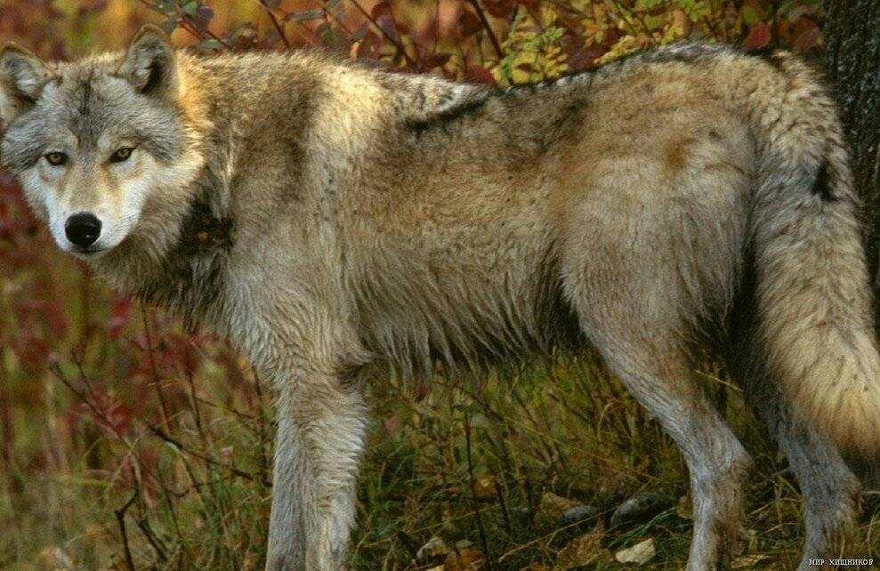 Волк или серый волк