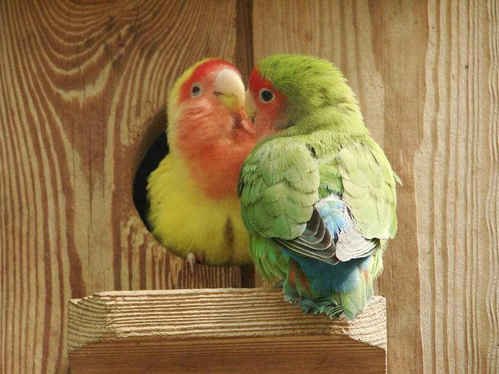 Видео о попугаях неразлучниках