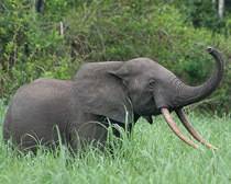 Индийский слон красной книги - фото и описание, внешний вид и питание, значение для человека