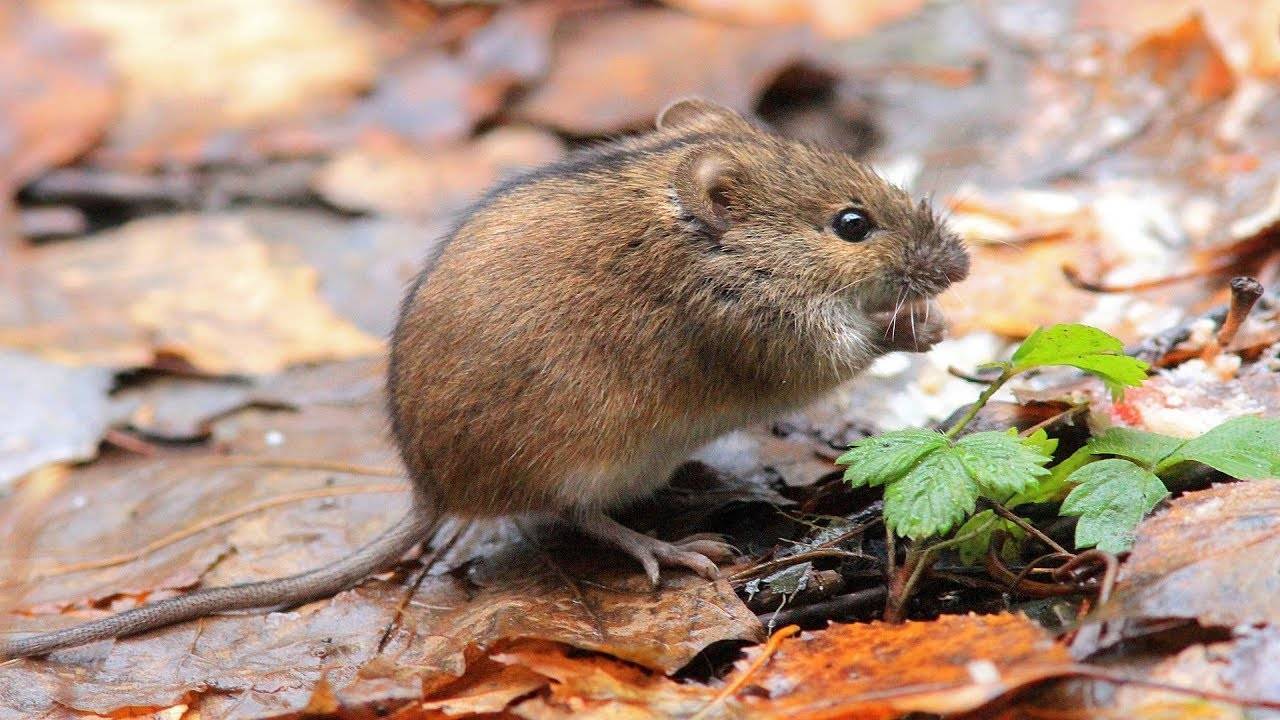 Среда обитания полевой мыши. обыкновенная полёвка: описание вида, среда обитания и интересные факты.