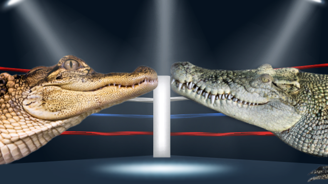 Какая разница между крокодилом и аллигатором?