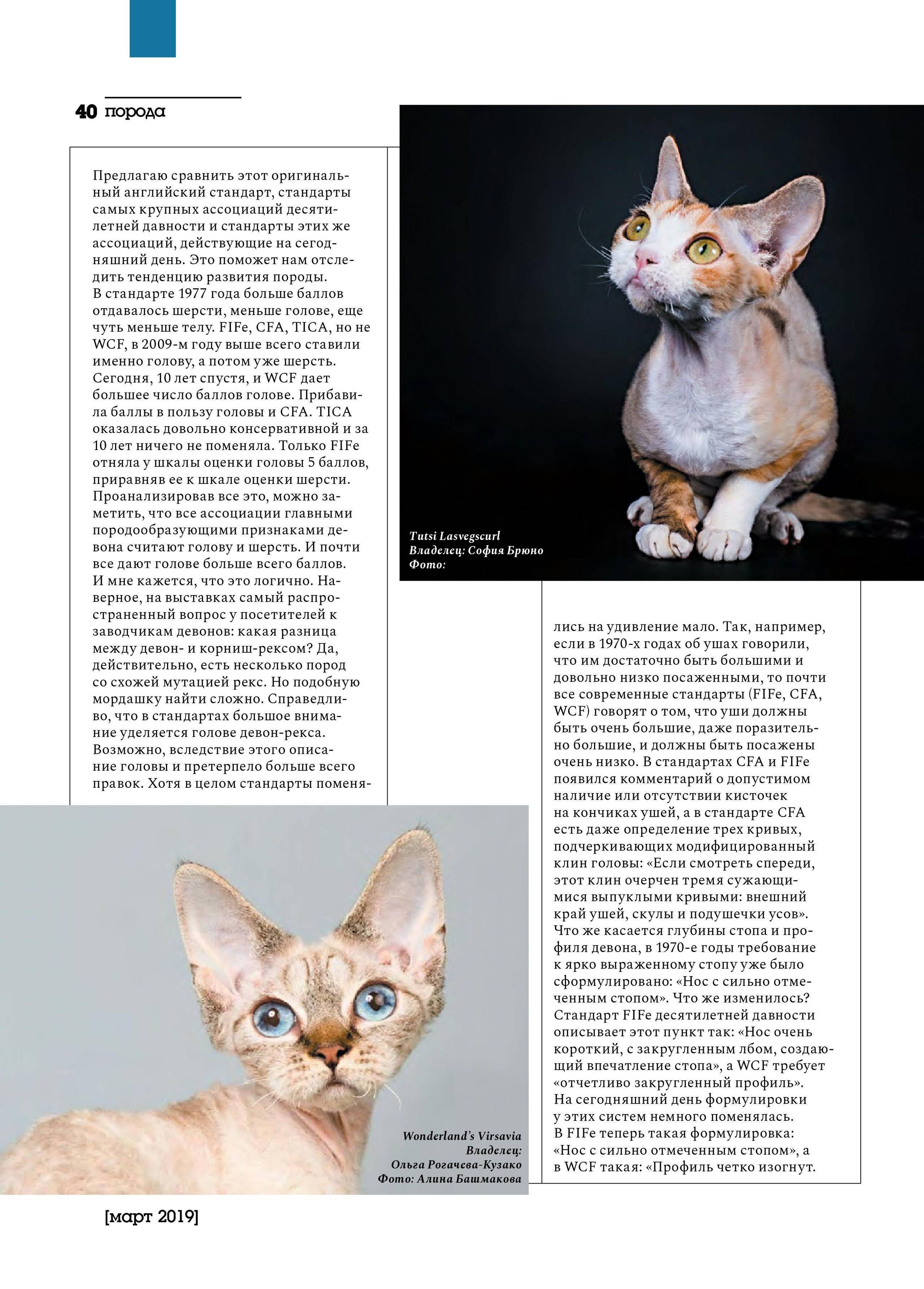 Девон-рекс - порода кошек - информация и особенностях | хиллс