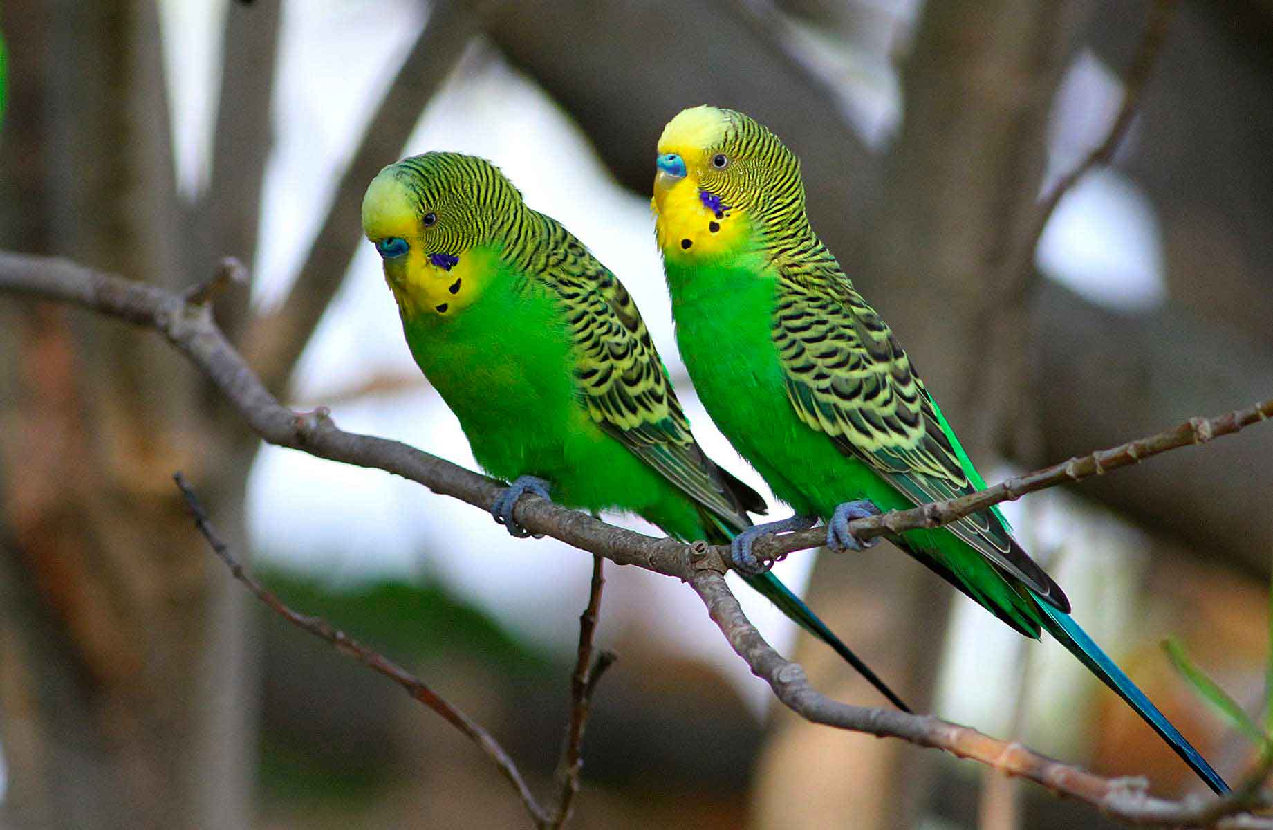 Выставочные волнистые попугаи всех цветов радуги: разновидности и фото пернатых