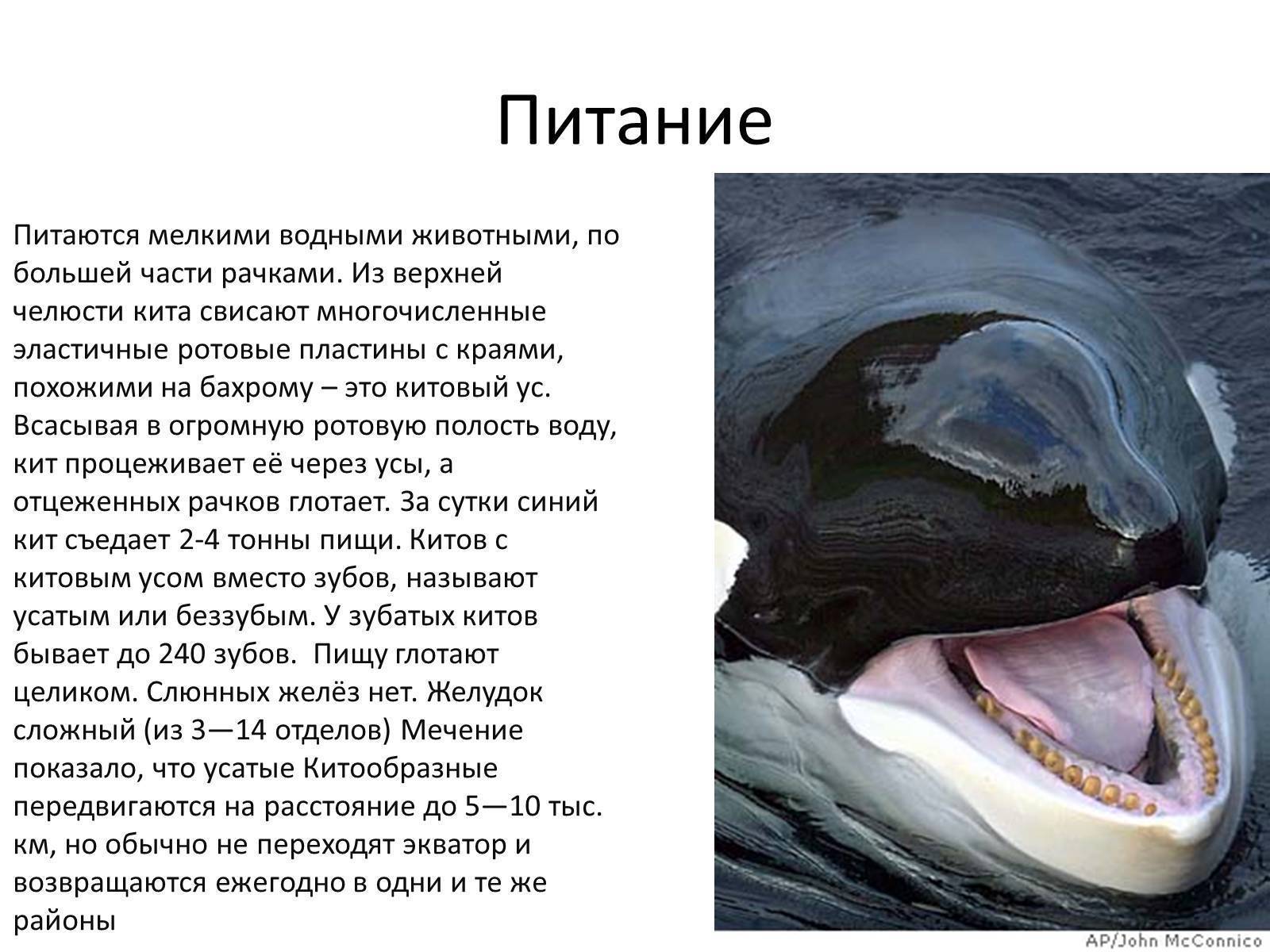 Вся информация касательно такого существа как чудо-юдо рыба-кит