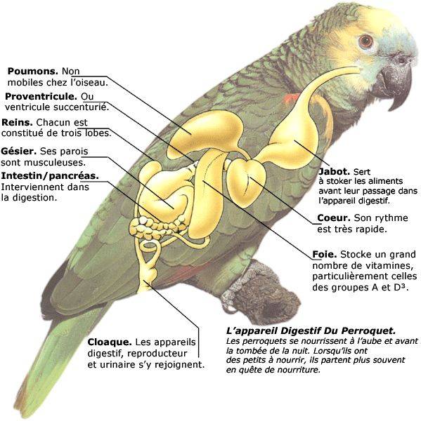 Анатомия попугая: строение тела, скелет, череп, уши, лапы, зубы [новое исследование]