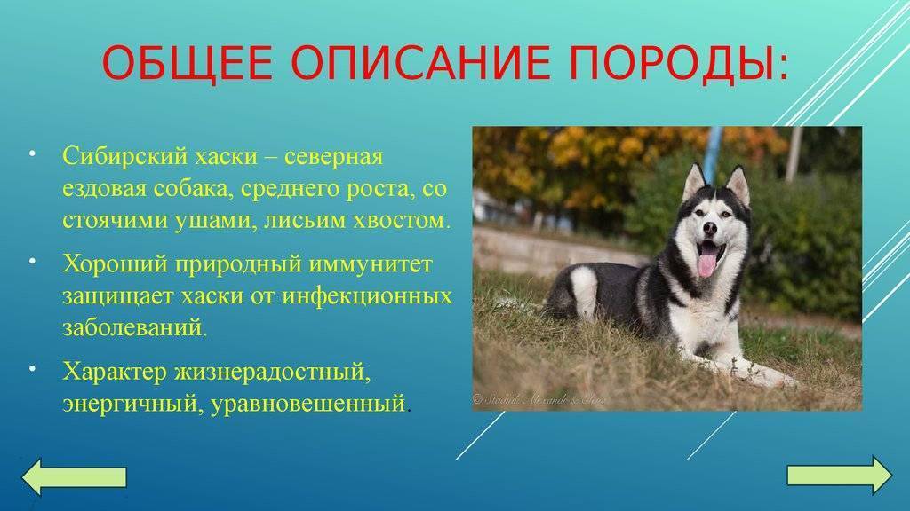 Сибирские хаски – описание породы, цена щенка