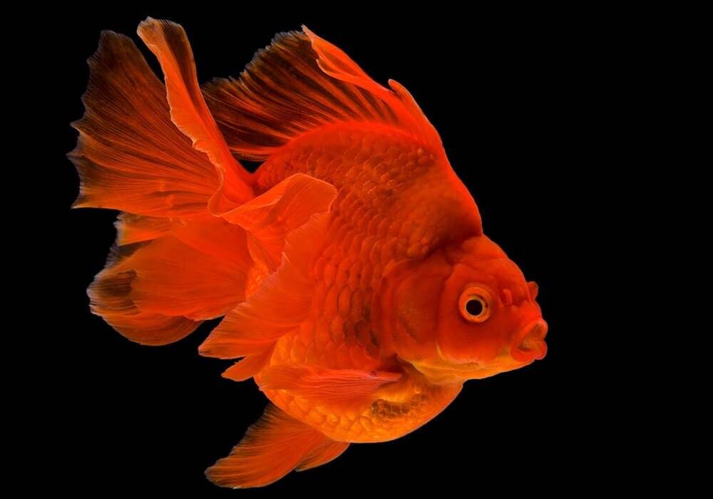 Ранчу - золотая рыбка: содержание, совместимость, разведение, фото-видео обзор