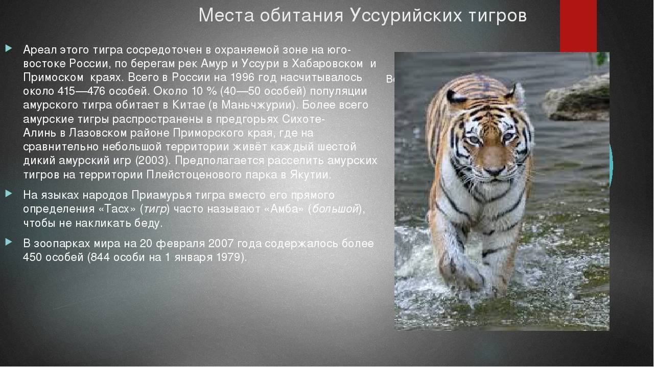 Тигр — описание хищника, виды тигров, основные + 103 фото