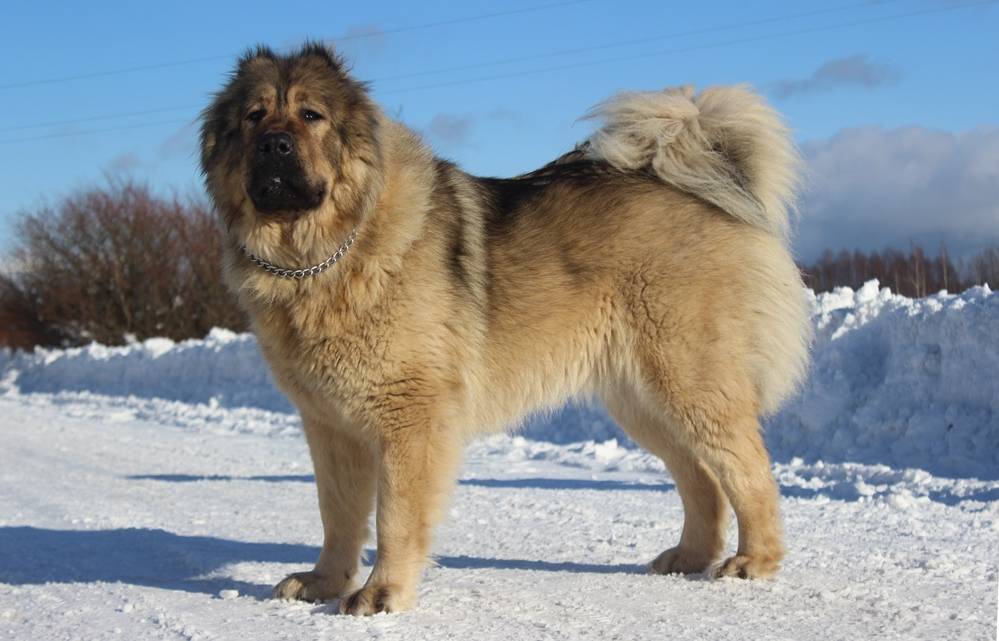 Собака кавказская овчарка характеристика породы