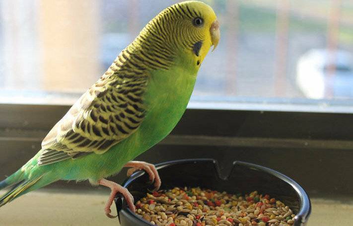 Как ухаживать за попугаем: содержание, приучение, общение