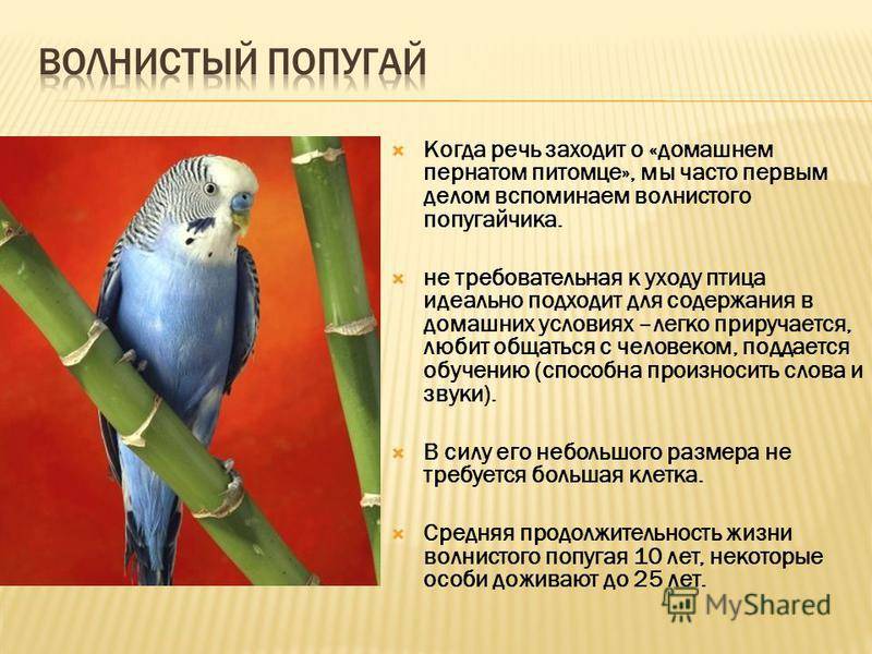 Волнистый попугай: фото, уход и содержание в домашних условиях :: syl.ru