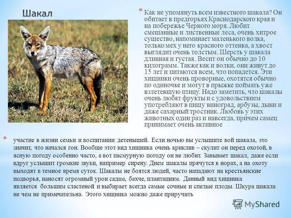 Хищники краснодарского края фото и описание