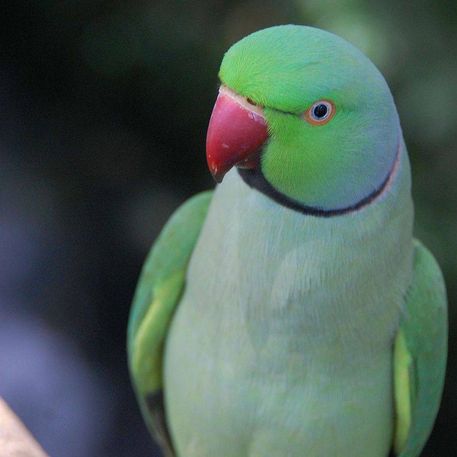 Виды попугаев. описания, названия и особенности попугаев | животный мир