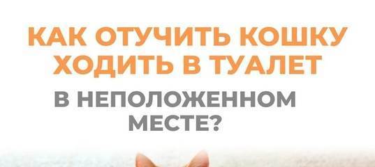ᐉ советы специалиста: как отучить кота или котёнка писать и гадить в неположенном месте - zoovet24.ru
