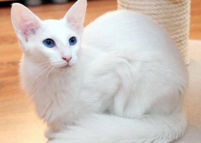 Белая сиамская кошка: особенности породы и содержания - мир кошек