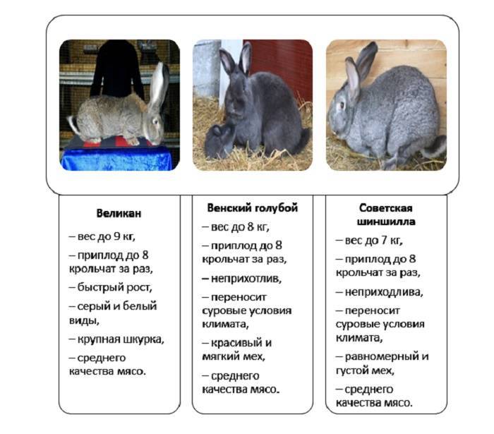 Сколько живут декоративные кролики в домашних условиях, как определить возраст